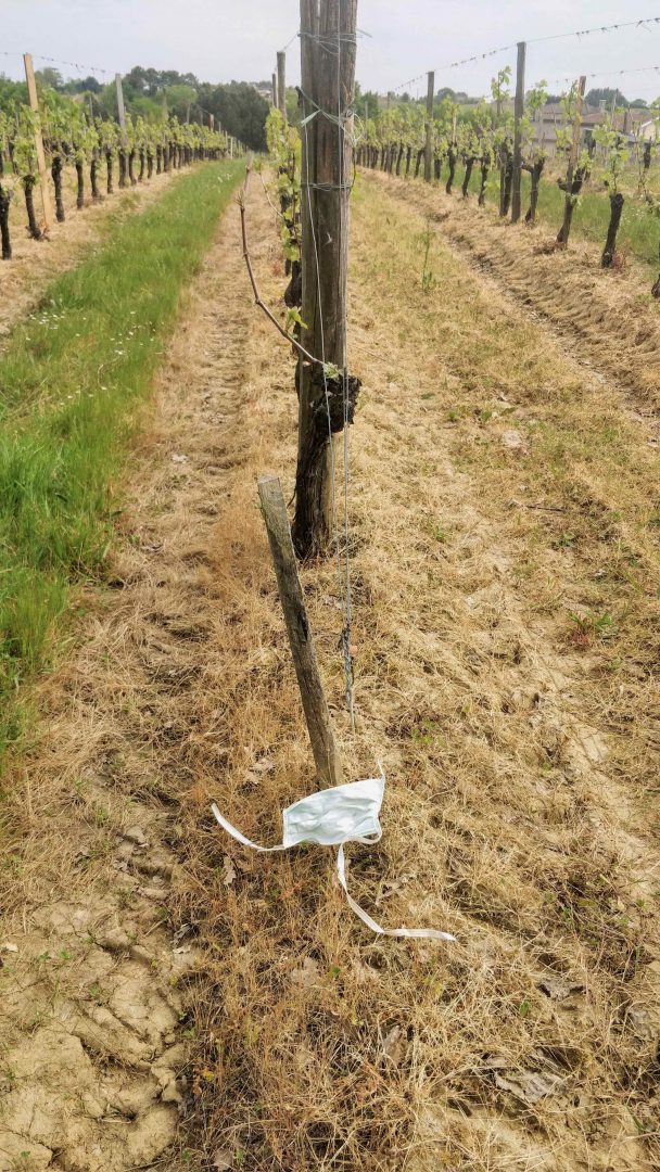 masque égaré dans vigne glyphosatée